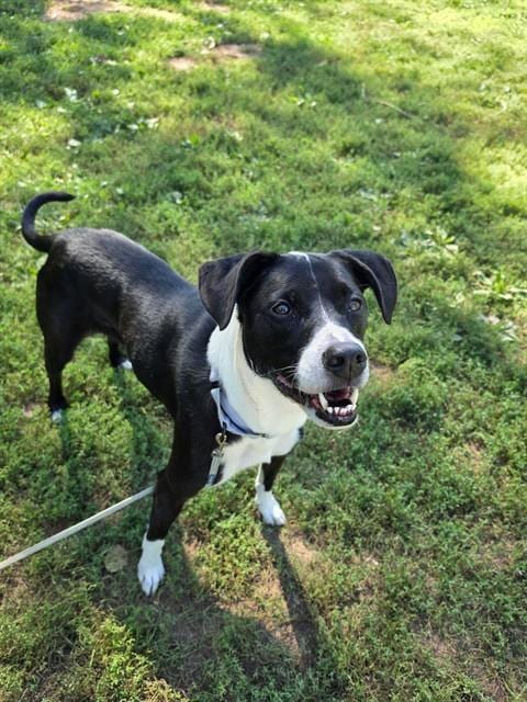 Photo of Brooklyn, adoptable senior Labrador Retriever in St Peters, Missouri