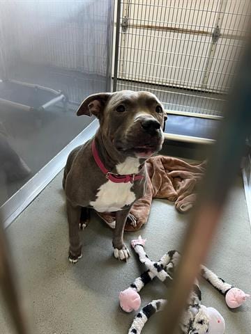 Photo of Cookie, adoptable senior Staffordshire Bull Terrier in Norfolk, Virginia