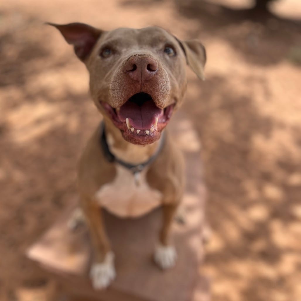 Photo of Pancake, adoptable senior Terrier, American Pit Bull in Kanab, Utah