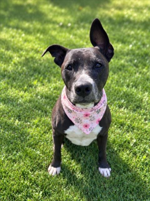 Photo of Nala, adoptable senior Pit Bull Terrier in Clinton Township, Michigan