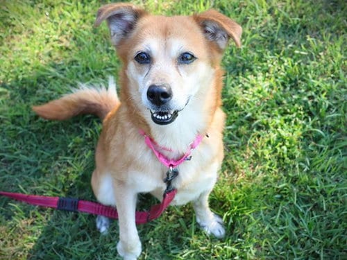 Photo of Asiago, adoptable senior Chow Chow in Tallahassee, Florida