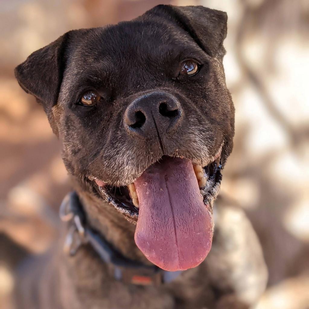Photo of Wilbur Jones, adoptable senior Terrier, American Pit Bull / Chinese Shar-Pei in Kanab, Utah