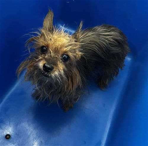 Photo of Sasha, adoptable senior Yorkshire Terrier Yorkie in Dallas, Texas
