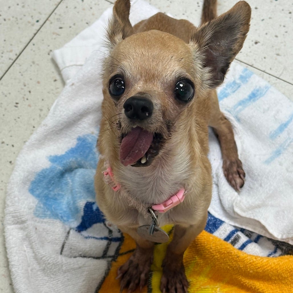 Photo of Daisy, adoptable senior Chihuahua / Chihuahua in Binghamton, New York
