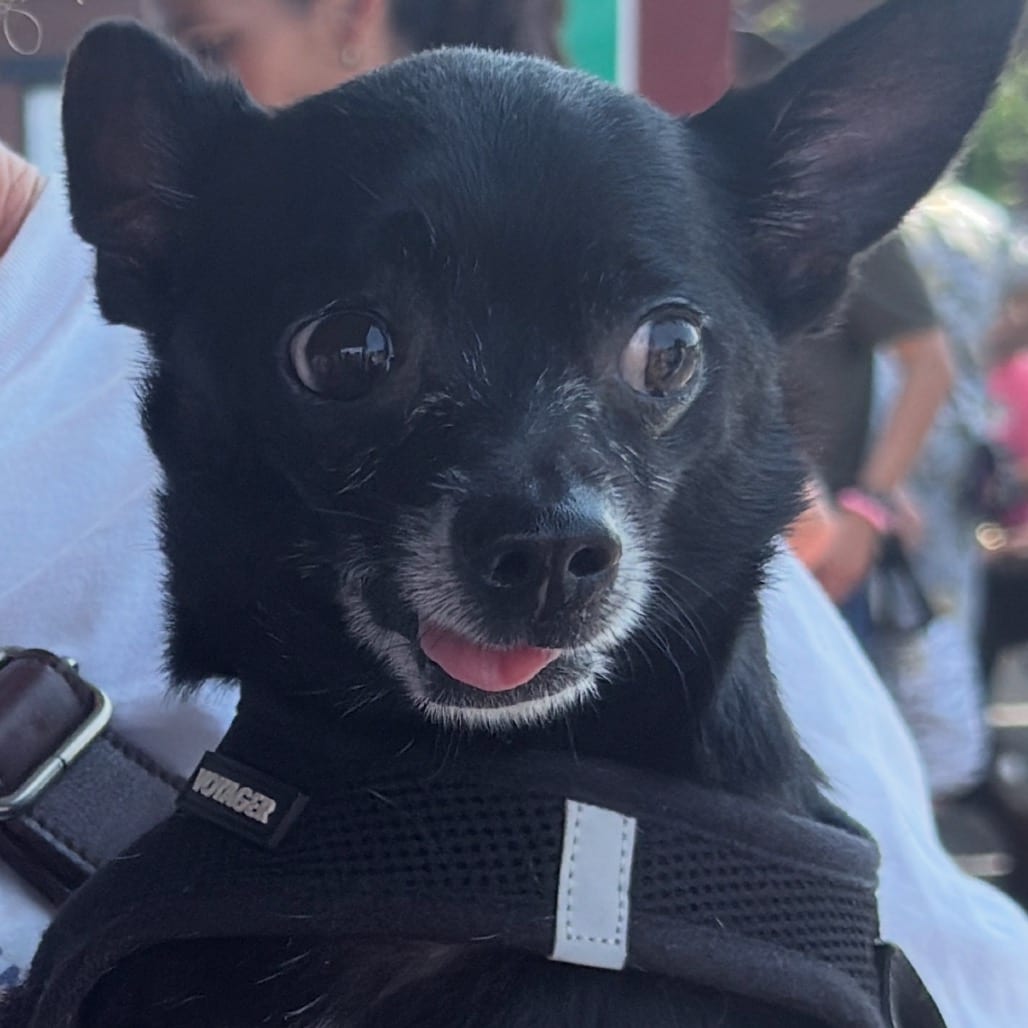 Photo of Cocoa, adoptable senior Chihuahua in Maryland, Maryland