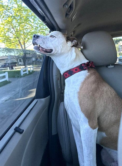 Photo of Buddy, adoptable senior Pit Bull Terrier in Stockton, California