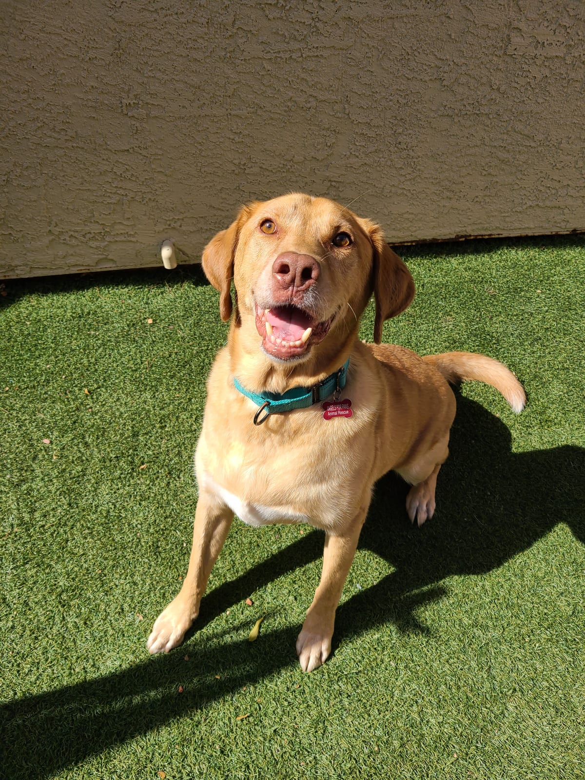 Photo of Dash, adoptable senior Chesapeake Bay Retriever in Maricopa, Arizona