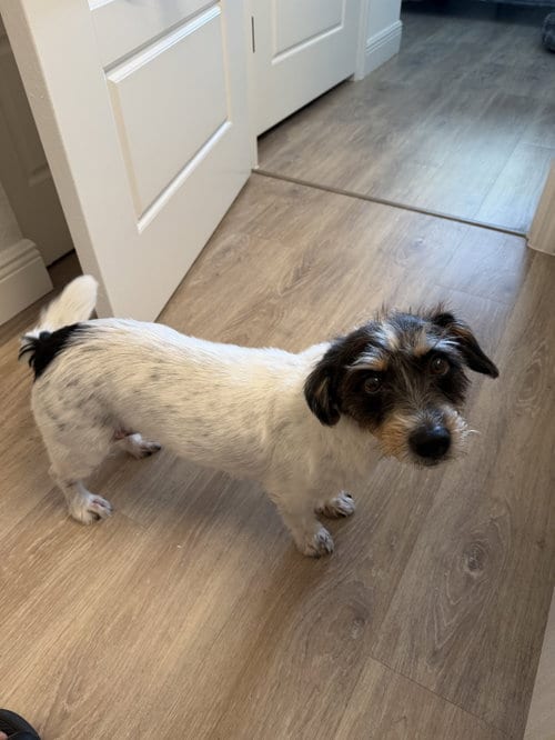 Photo of Roscoe, adoptable senior Jack Russell Terrier in Miami, Florida