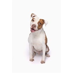 Photo of Dab, adoptable senior Terrier (Unknown Type, Medium) in Doral, Florida