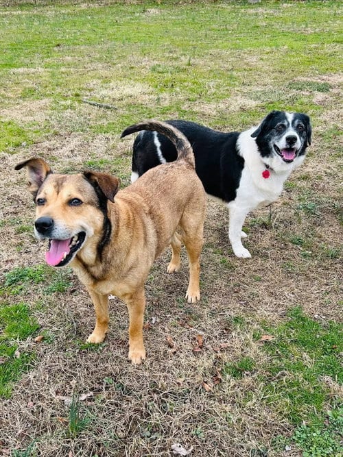 Photo of Koda and Niko, adoptable senior Collie in Elizabethtown, Pennsylvania