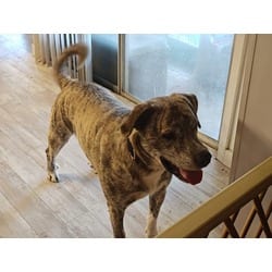 Photo of Walker, adoptable senior Catahoula Leopard Dog in Medfield, Massachusetts