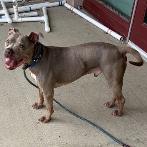 Photo of Tyson, adoptable senior American Pit Bull Terrier in Derwood, Maryland