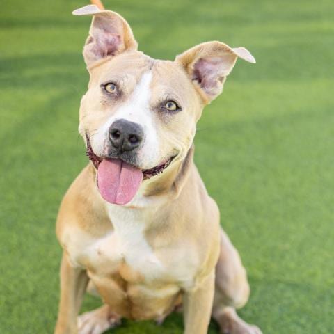 Photo of Princess, adoptable senior Pit Bull Terrier in Camarillo, California