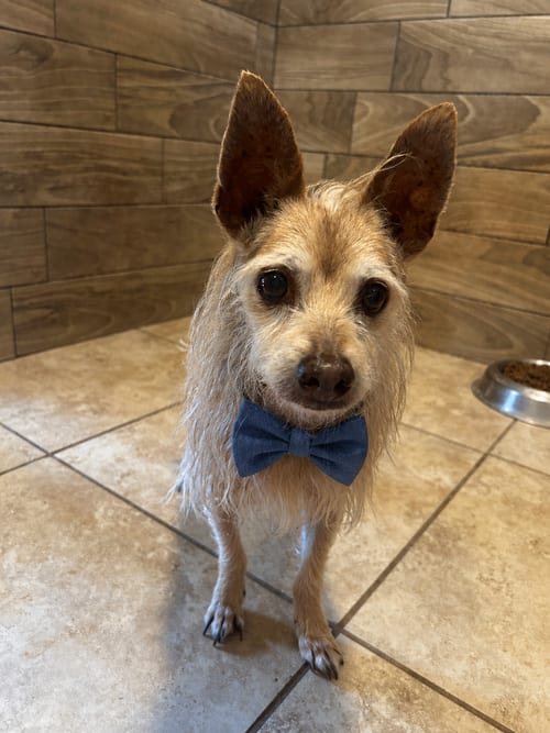 Photo of Craig, adoptable senior Podengo Portugueso in Pipe Creek, Texas