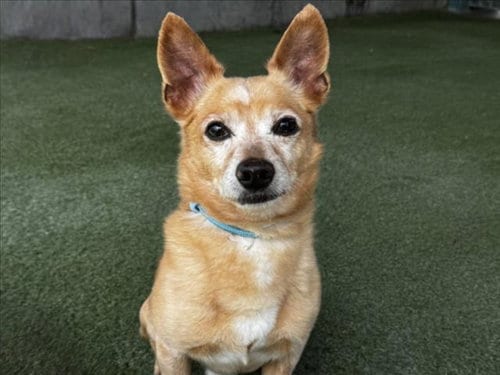 Photo of Paul Anka, adoptable senior Chihuahua in Los Angeles, California