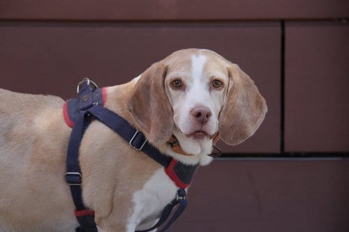 Photo of Legba, adoptable senior Beagle in Charlotte, North Carolina