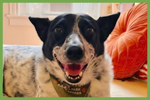 Photo of Tofu, adoptable senior Australian Cattle Dog/Blue Heeler in Amherst, Massachusetts
