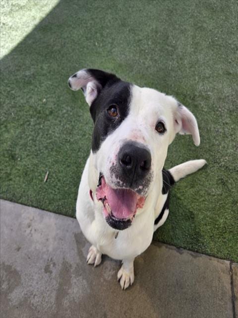 Photo of Scooby, adoptable senior Pit Bull Terrier in Los Angeles, California