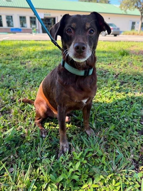 Photo of Toby, adoptable senior Chihuahua in Naples, Florida