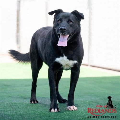 Photo of Gilbert- In Training, adoptable senior Labrador Retriever in Redlands, California