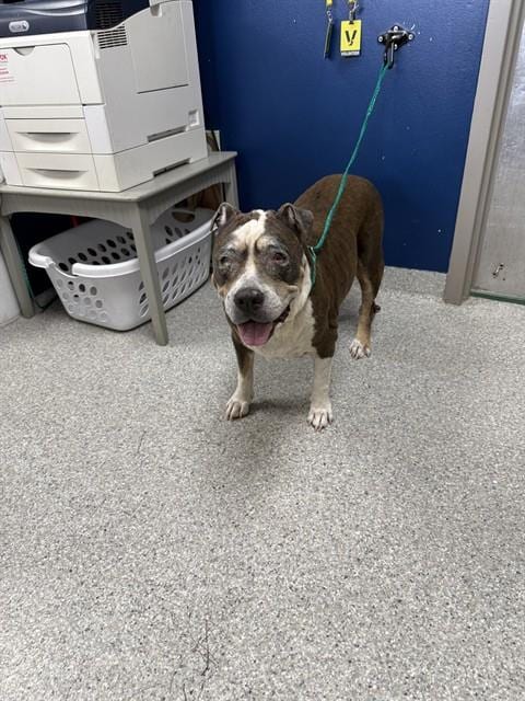 Photo of A188324, adoptable senior American Pit Bull Terrier in Pasadena, Texas