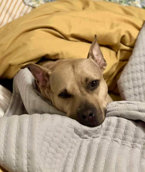 Photo of Honey Potato, adoptable senior American Pit Bull Terrier in Germantown, Ohio