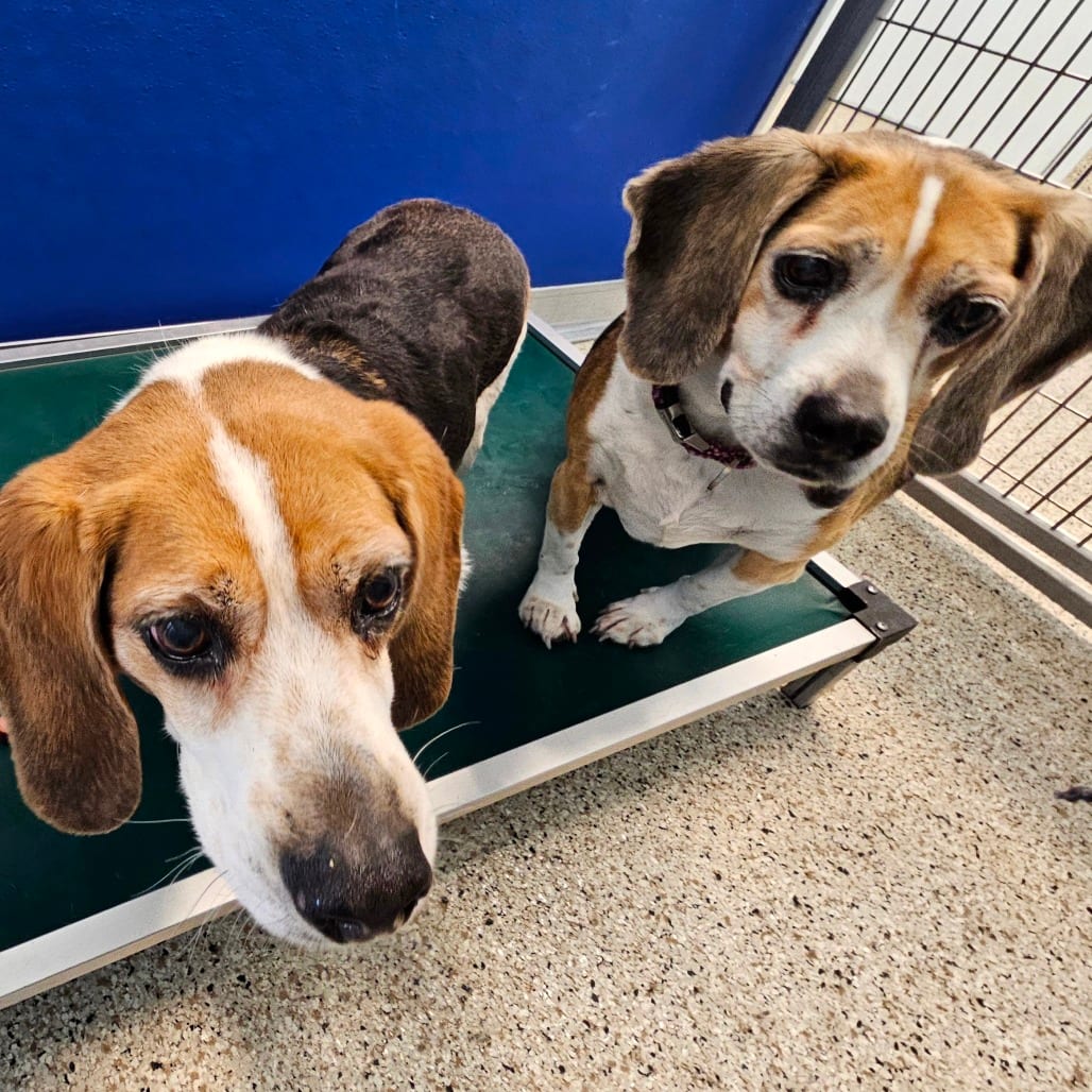 Photo of Max, adoptable senior Beagle in Middletown, New York