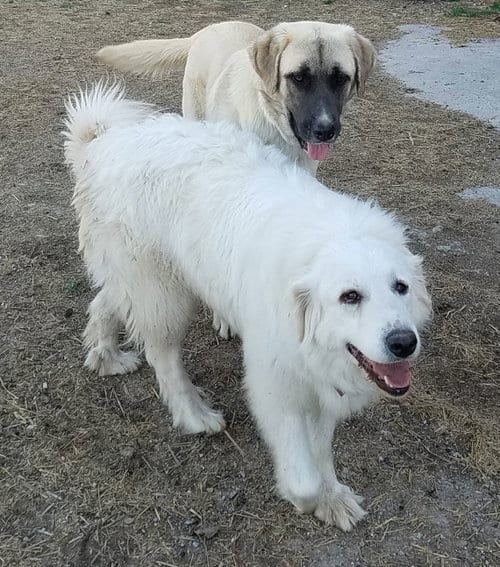 Photo of Candy Cane, adoptable senior Great Pyrenees in Whitewright, Texas
