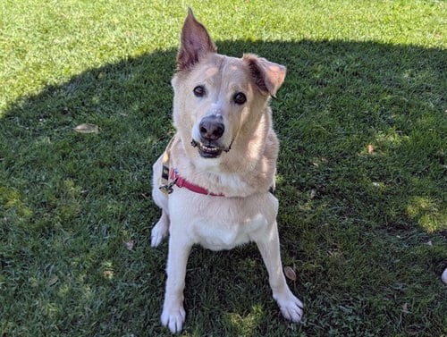 Photo of Cody, adoptable senior German Shepherd Dog in San Clemente, California