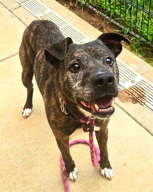Photo of Rocko, adoptable senior Staffordshire Bull Terrier in Sacramento, California