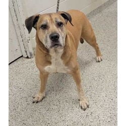 Photo of Hooch, adoptable senior Mixed Breed (Medium) in Kansas City, Missouri