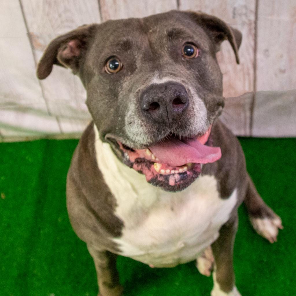 Photo of Blue, adoptable senior Mixed Breed (Large) / Terrier in Middletown, New York