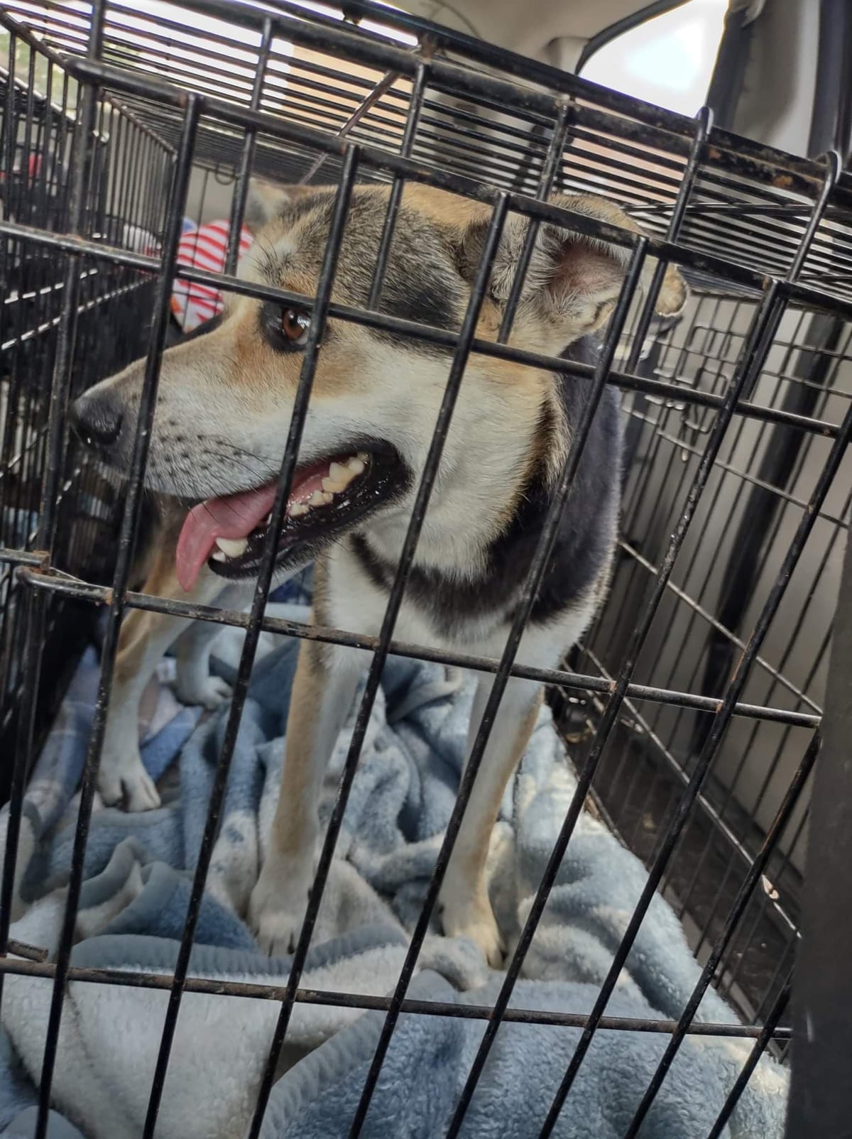 Photo of Snickers, adoptable senior German Shepherd Dog in Kempner, Texas