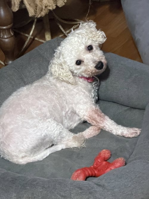 Photo of Snow and Frost., adoptable senior Bichon Frise in Sioux Falls, South Dakota