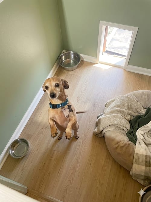 Photo of lobo dachshund mix, adoptable senior Dachshund in York, South Carolina