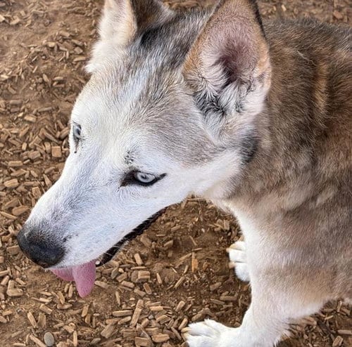 Photo of Sasha, adoptable senior Siberian Husky in Albuquerque, New Mexico