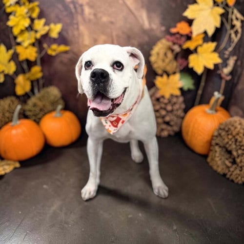 Photo of Alfa, adoptable senior Boxer in Burnsville, Minnesota