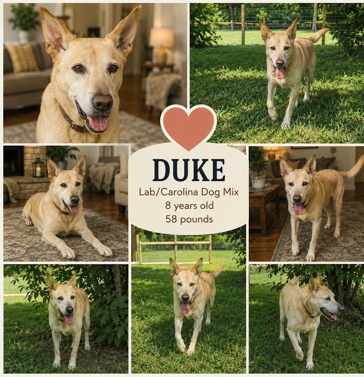 Photo of Duke, adoptable senior Labrador Retriever/Carolina Dog in Glastonbury, Connecticut