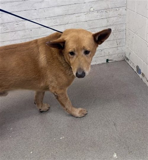 Photo of Gyro, adoptable senior Akita in San Bernardino, California