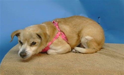 Photo of Kiya, adoptable senior Terrier in Gardena, California