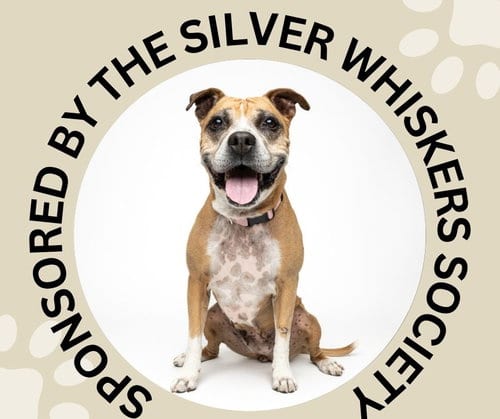 Photo of Dovey, adoptable senior Pit Bull Terrier in Santa Cruz, California