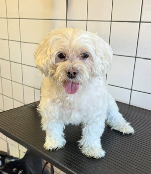 Photo of Love, adoptable senior Poodle (Toy) in Downey, California