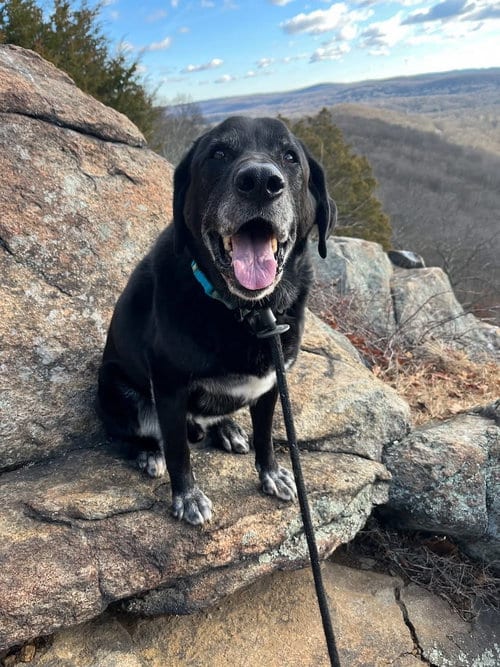 Photo of Shadow (King) Havard, adoptable senior Labrador Retriever in Rockaway, New Jersey