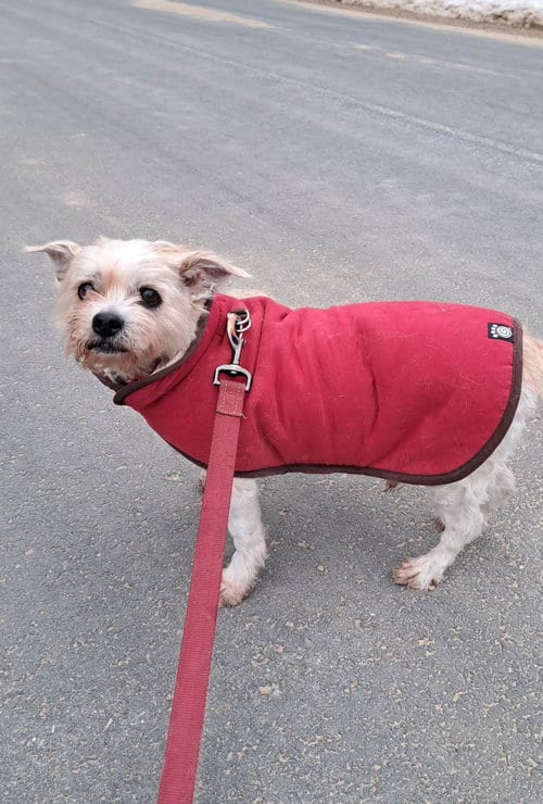 Photo of Teddy, adoptable senior Unknown breed in Shelburne, Vermont