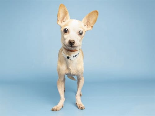 Photo of Padre, adoptable senior Chihuahua in Phoenix, Arizona