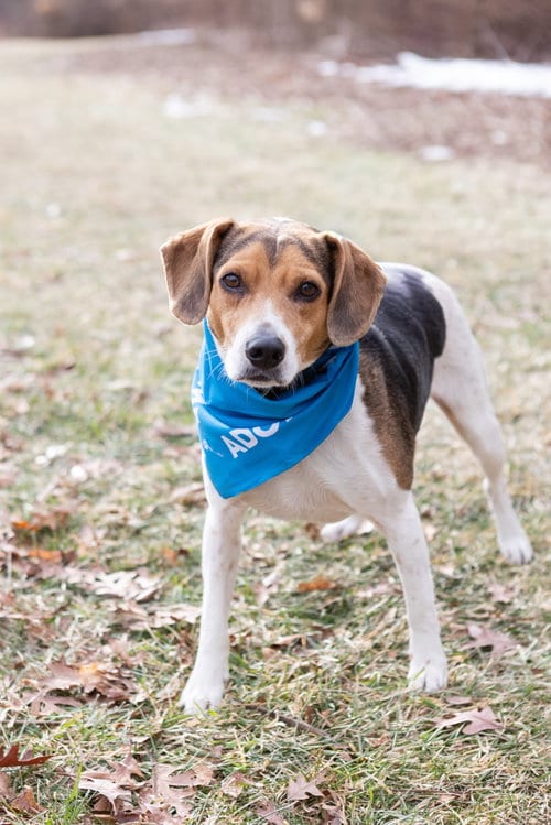 Photo of Blue, adoptable senior Beagle in Crete, Illinois