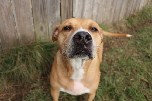Cash, adoptable senior American Staffordshire Terrier in Jackson, MS