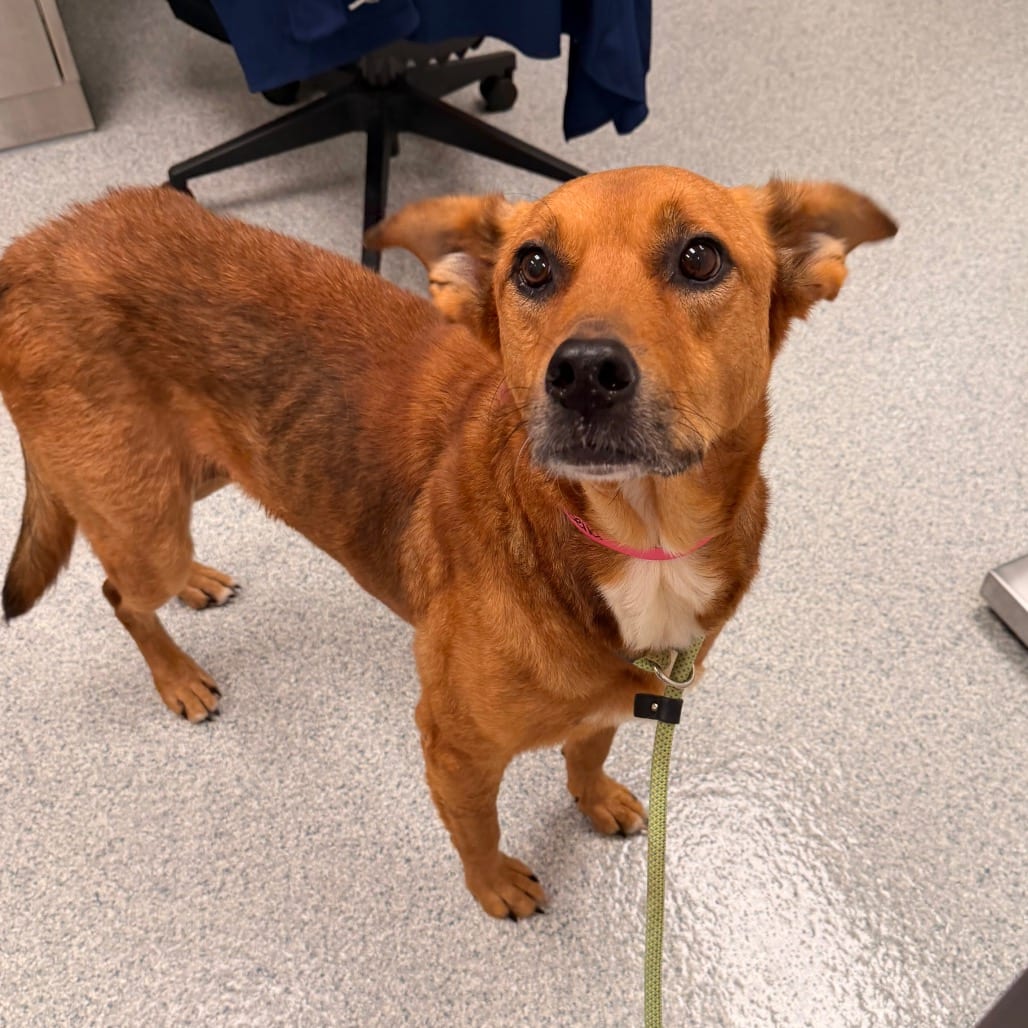 Photo of Bella, adoptable senior Shepherd in Spartanburg, South Carolina