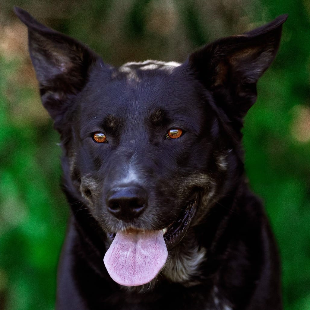 Photo of Castle, adoptable senior Shepherd / Mixed Breed (Large) in Weatherford, Texas