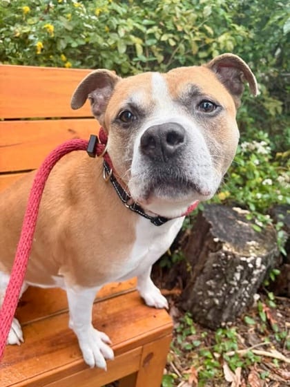 Photo of Whopper, adoptable senior dog in Baltimore, Maryland